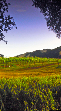Russian River Valley More Click 65